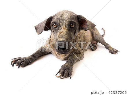 Closeup face of dog sick leprosy skin problem 42327206