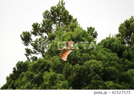 朱鷺 朱鷺 42327575