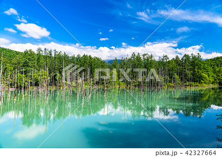 《北海道》青い池・夏の美瑛 42327664