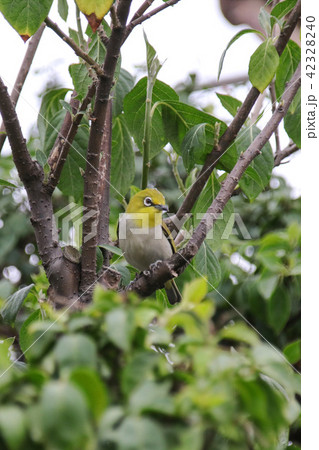 野鳥 鳥 緑色 42328240