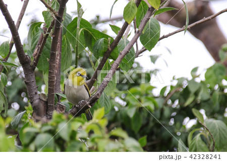野鳥 鳥 緑色 42328241