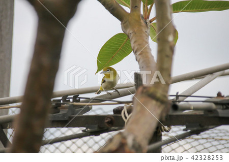 野鳥 鳥 緑色 42328253