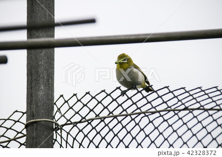 野鳥 鳥 緑色 42328372
