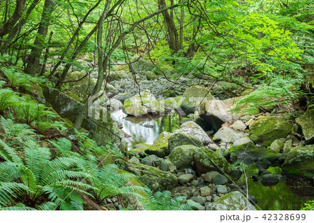 栃木県矢板市 緑と沢の流れ(6月) 栃木県矢板市 緑と沢の流れ(6月) 42328699