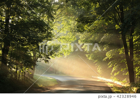 Maple trees lit by the morning sun Maple trees lit by the morning sun 42328946
