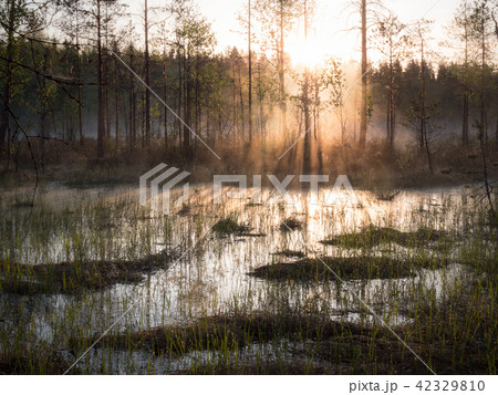 Foggy flood meadow in early morning Foggy flood meadow in early morning 42329810
