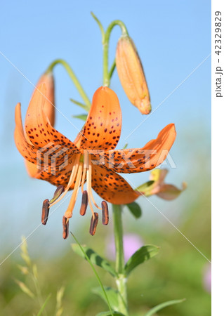 コオニユリの花 コオニユリの花 42329829