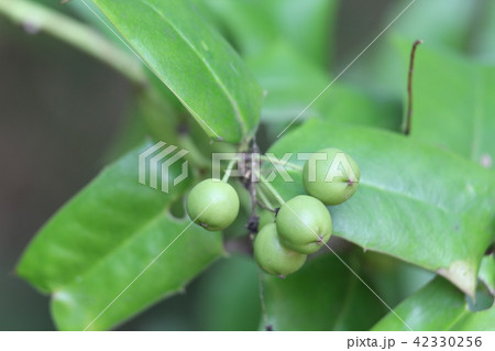 シナヒイラギの果実 シナヒイラギの果実 42330256