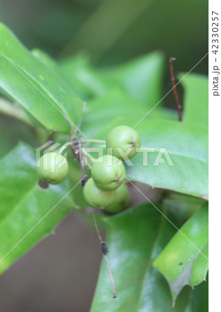 シナヒイラギの果実 シナヒイラギの果実 42330257