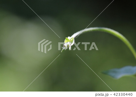 ガガイモの蕾 42330440
