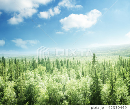 forest in sunset time 42330449