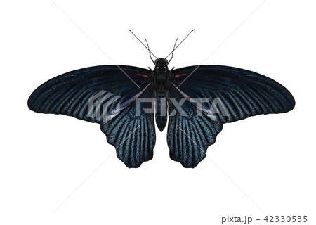 Great Mormon Butterfly on white 42330535