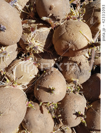old sprouted potatoes old sprouted potatoes 42331093