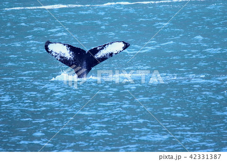 アラスカ氷河クルーズで見たクジラ 42331387