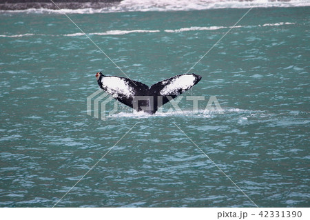 アラスカ氷河クルーズで見たクジラ アラスカ氷河クルーズで見たクジラ 42331390