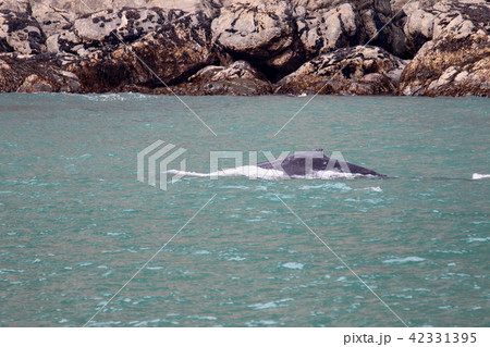 アラスカ氷河クルーズで見たクジラ 42331395