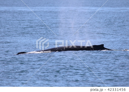 アラスカ氷河クルーズで見たクジラ アラスカ氷河クルーズで見たクジラ 42331456