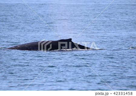 アラスカ氷河クルーズで見たクジラ 42331458