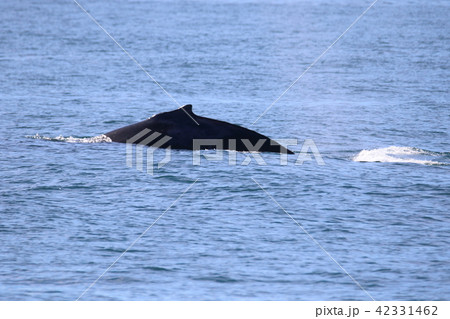 アラスカ氷河クルーズで見たクジラ 42331462