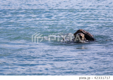 アラスカの野生のラッコ 42331717