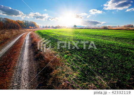 Road near field of winter crop 42332119