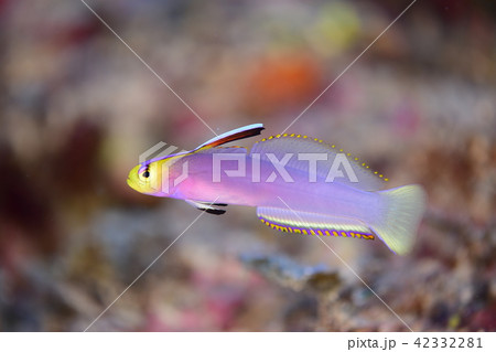 シコンハタタテハゼ シコンハタタテハゼ 42332281