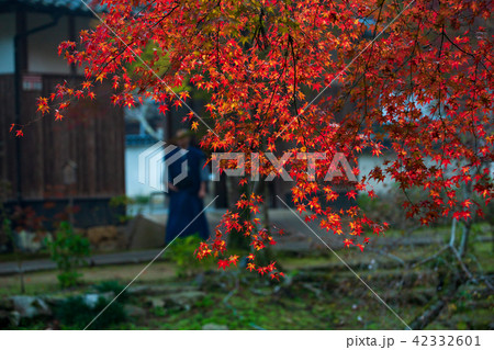 三原市 仏通時の紅葉 三原市 仏通時の紅葉 42332601