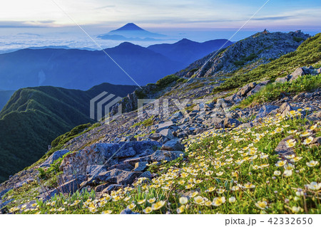 富士山とチングルマ 42332650