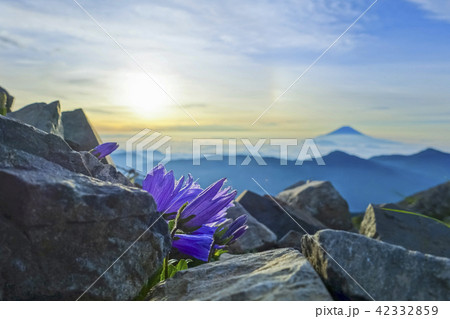 富士山とチシマギキョウ 42332859