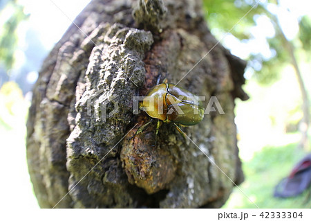 カナブン 42333304