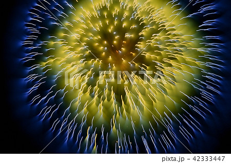 松山市の花火、夜空に咲く 42333447