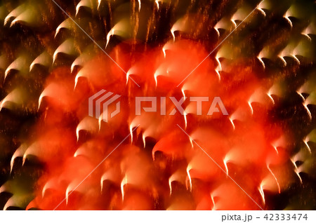 松山市の花火、夜空に咲く 42333474