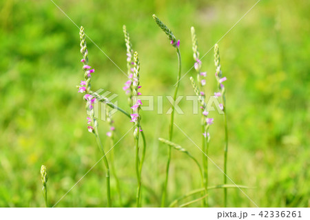 これから順次咲はじめるネジバナ これから順次咲はじめるネジバナ 42336261