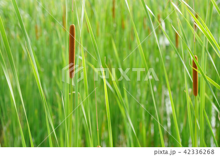 沼に茂るガマの穂 42336268