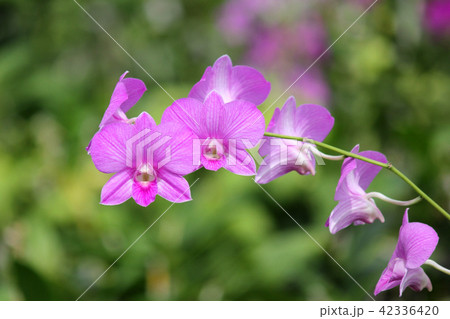 beautiful purple orchid flower beautiful purple orchid flower 42336420