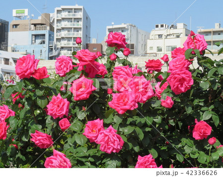 空中庭園-バラ園 空中庭園-バラ園 42336626