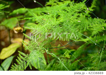 シノブボウキ 42336669