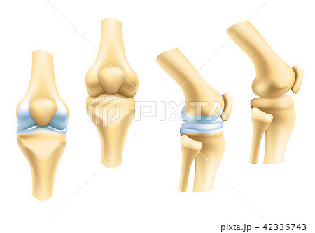 Vector icons of joints and bones 42336743
