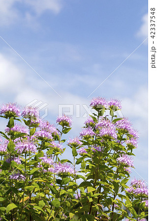 ベルガモット 42337548