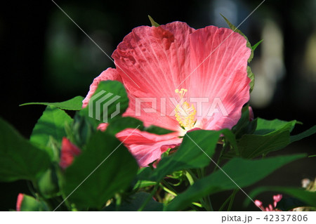 芙蓉 42337806