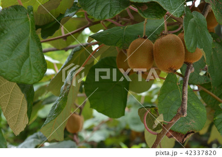 キウイの木 の写真素材