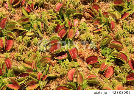 群生するハエトリグサ 42338002