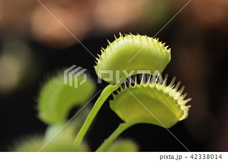 鮫の歯のような葉っぱ 42338014