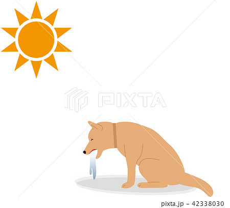 what are symptoms of heat stroke in dogs