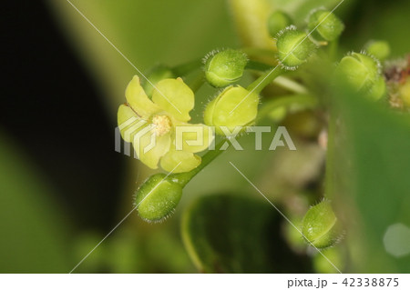 自然 植物 ケカンコノキ、小枝や子房、果実に細かい毛が密生。カキバカンコノキの変種とする見方も・・・ 自然 植物 ケカンコノキ、小枝や子房、果実に細かい毛が密生。カキバカンコノキの変種とする見方も・・・ 42338875