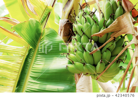 Raw bananas with daylight. Raw bananas with daylight. 42340576