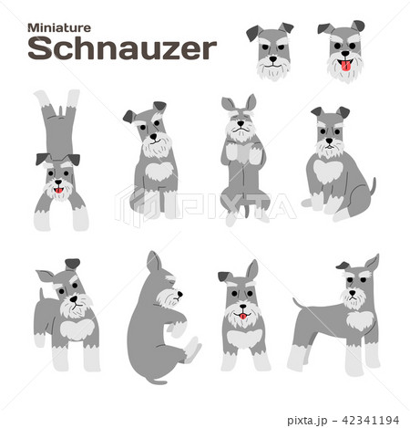 miniature schnauzer,dog in action,happy dog 42341194