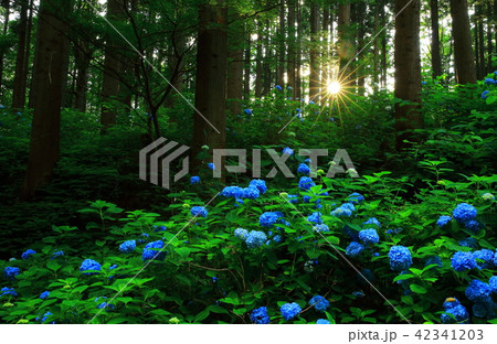 天台寺の紫陽花 42341203