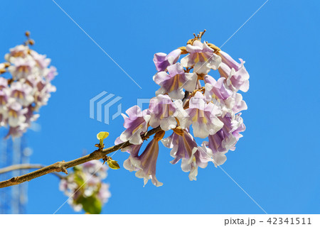 Flowers of Paulownia on blue sky background 42341511