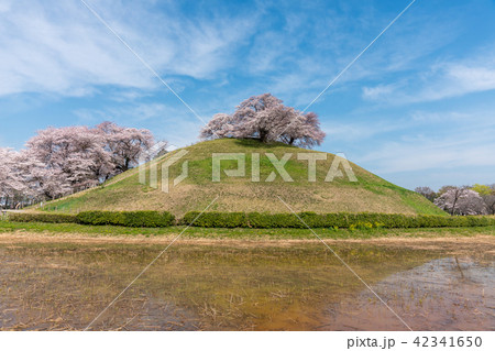 さきたま古墳群丸墓古墳とさくら 42341650
